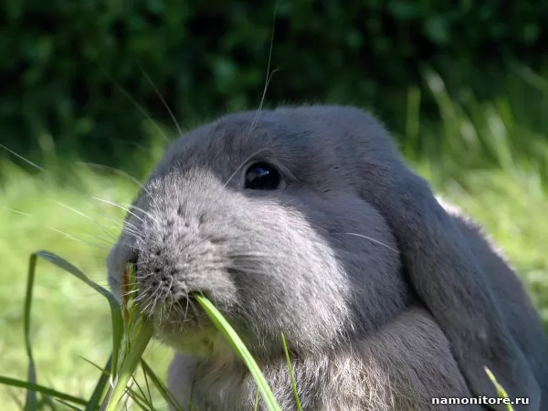 Травинка и мимимишечный серый кролик, Животные