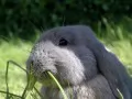 выбранное изображение: «Травинка и мимимишечный серый кролик»