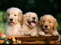 open picture: «Three puppies»