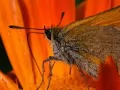 open picture: Flower and the Butterfly