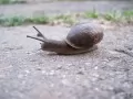 open picture: «Snail»