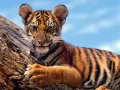 выбранное изображение: «Ушастый тигренок»