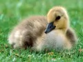 open picture: «The Duckling»