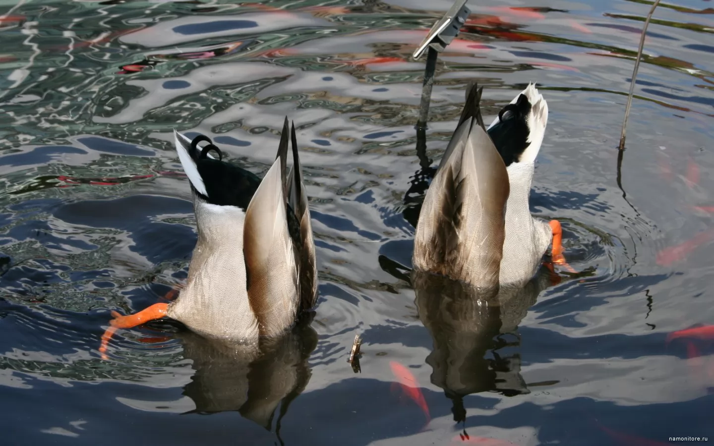 Поганка чомга птица. Утка кряква ныряет. Гусь змея. Утка поганка чомга. Утка кряква ныряет.