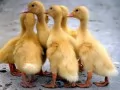 open picture: «Ducklings»