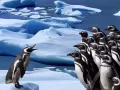 open picture: «The Rebelled penguins»
