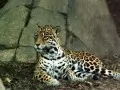 open picture: «The Jaguar»
