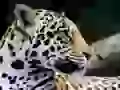 The Jaguar in a profile