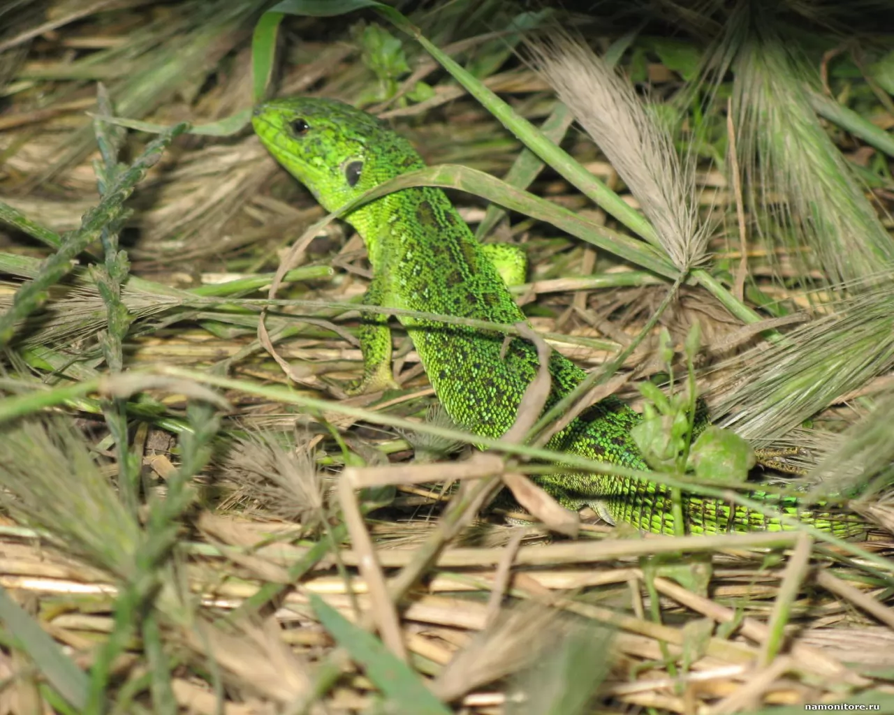 Зеленые животные. Зеленая ящерица в Болгарии. Ящерица в зеленом горошке. Зеленая ящерица Энгельс.