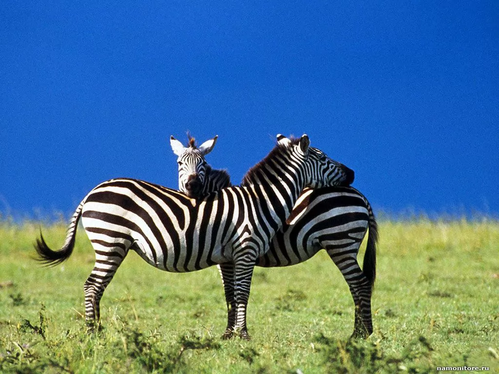�����, ���������� ����, ��������, ����� �
