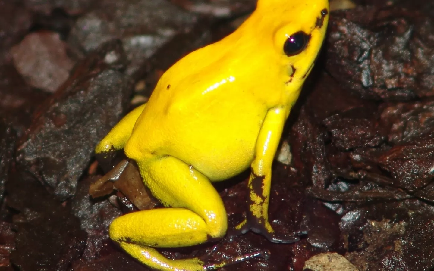 The Yellow frog, amphibious, animals, frogs, golden, yellow x
