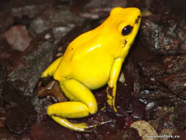 The Yellow frog, Animals