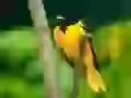 The Yellow birdie