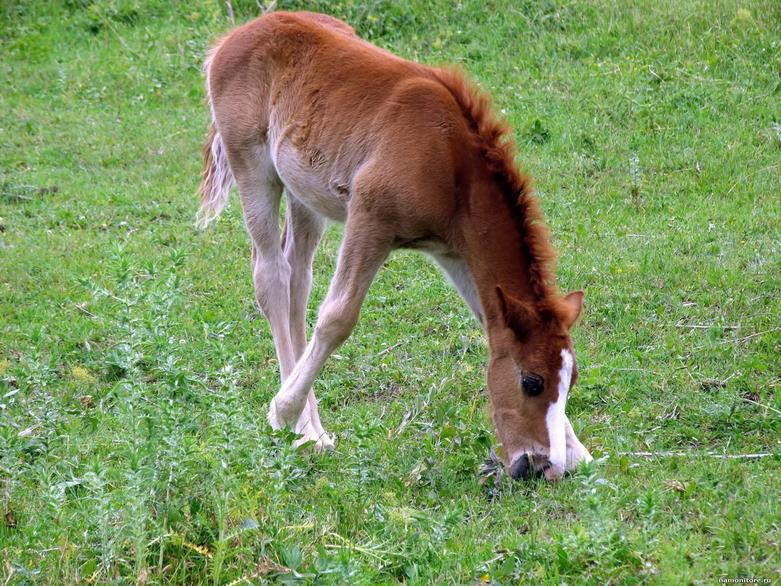 Find the word a foal