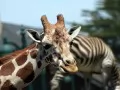 open picture: «The Giraffe and a zebra»