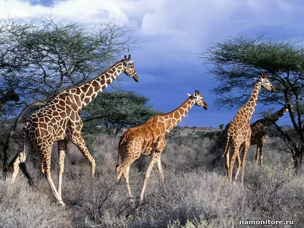 Giraffes on walk, Animals