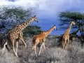 current picture: «Giraffes on walk»