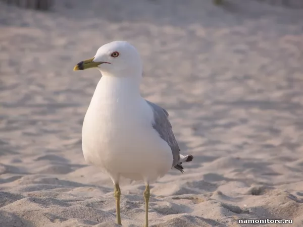 Sharp-sighted seagull, Animals