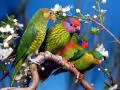 open picture: «4 parrots»