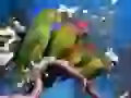 4 parrots