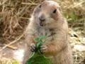 Beaver