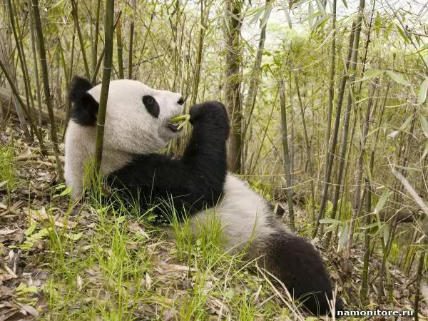 Big panda, Different animals