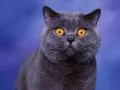 open picture: «British blue cat»