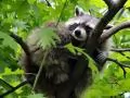 open picture: «Raccoon»