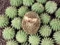 Hedgehog in cactuses