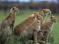 open picture: «Cheetahs»