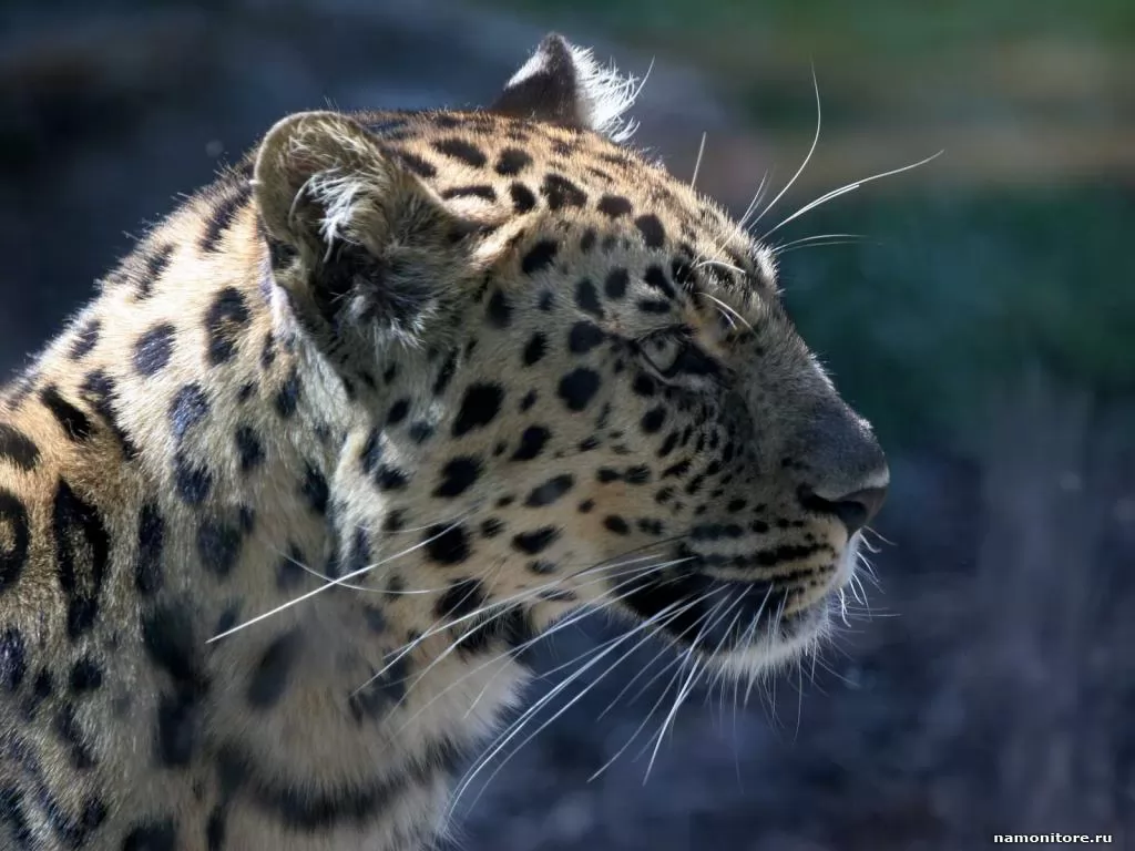 Leopard, animals, cats, leopards x