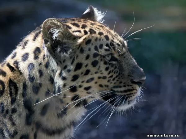 Leopard, Different animals
