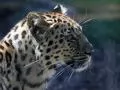 выбранное изображение: «Леопард»