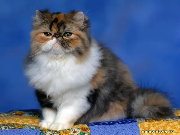 Persian cat, Different animals
