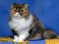 current picture: «Persian cat»