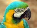 open picture: «Parrot Blue-and-yellow Macaw»