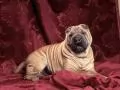 open picture: «Shar-Pei»