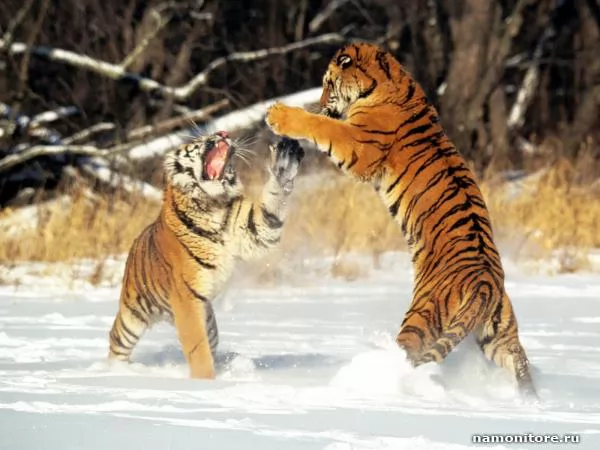 Tigers, Different animals