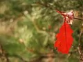 open picture: Scarlet leaf