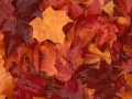 open picture: «Crimson dye of autumn»