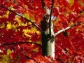 open picture: «The Tree with red leaves»
