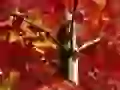 The Tree with red leaves