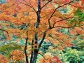open picture: «Tree in autumn paints»