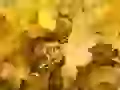 Trees in gold are dressed