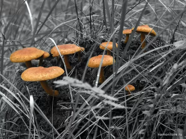 Mushrooms, Autumn