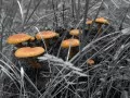 open picture: «Mushrooms»