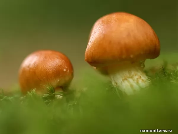 Mushrooms, Autumn
