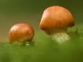current picture: «Mushrooms»
