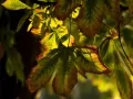 open picture: Play of light