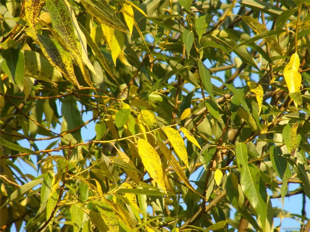 Willow gold, autumn, nature, yellow x